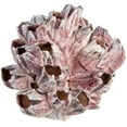 thumbnail image 3 of Real Purple Barnacle Cluster 5-7" Aquarium Ornament Piece for Decor - Natural Barnacle Cluster, 3 of 4