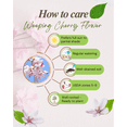 thumbnail image 4 of Weeping Cherry Live Plant from 3 to 5 Inches, Dormant Pink Flower Cherry Tree, 4 of 6