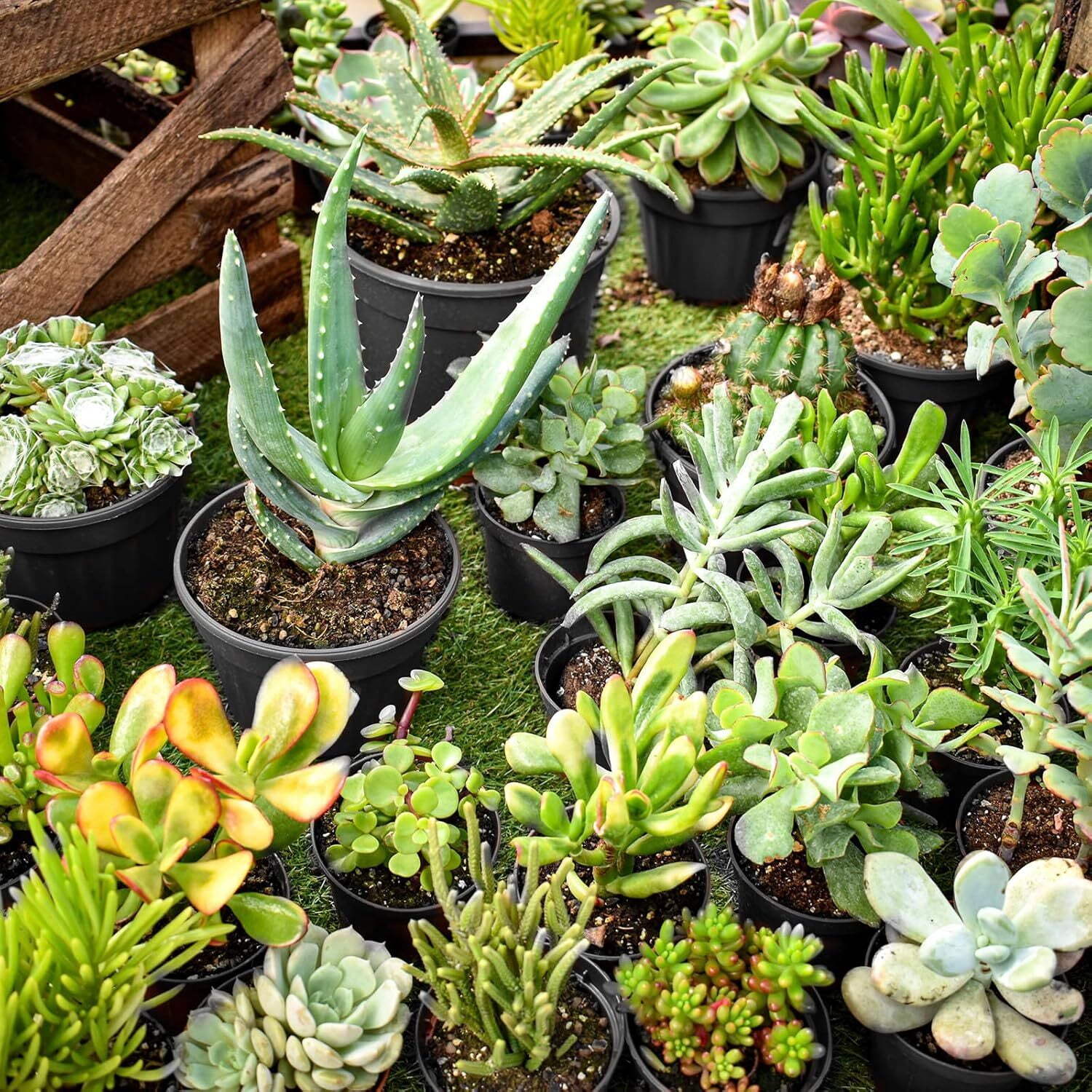 100 Pcs Nursery Pots for Plants,Black Nursery Pots,Thickened Soft Plastic Plant Pots with Holes,Garden Flower Seedling Pot Container for Seedling,Cuttings,Transplanting (Black,6inch)