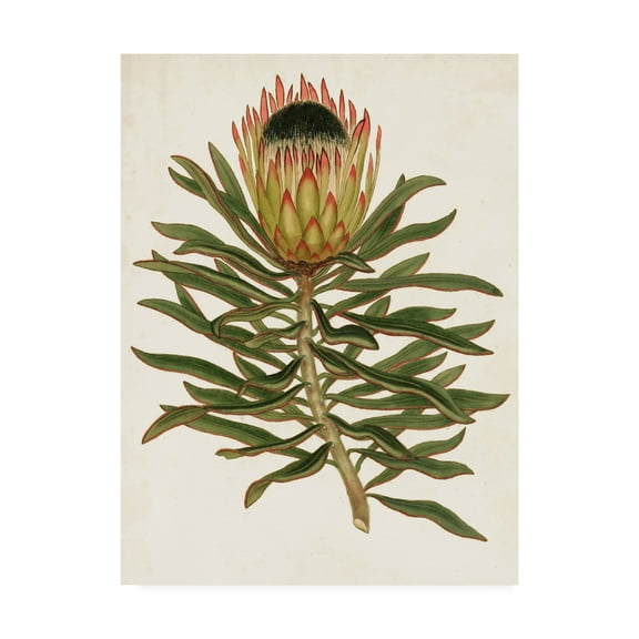 Trademark Fine Art 'Antique Protea VI' Canvas Art by Unknown