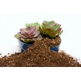 thumbnail image 3 of Perfect Plants Succulent & Cactus Soil Mix - 4 Quarts, 3 of 5