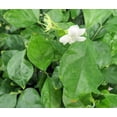 thumbnail image 3 of Ohio Grown Arabian Tea Jasmine Plant - Maid of Orleans - 4" Pot, 3 of 3