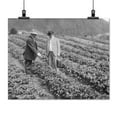 thumbnail image 2 of Print: Strawberry Plants On Government Farm, 1916, 2 of 4