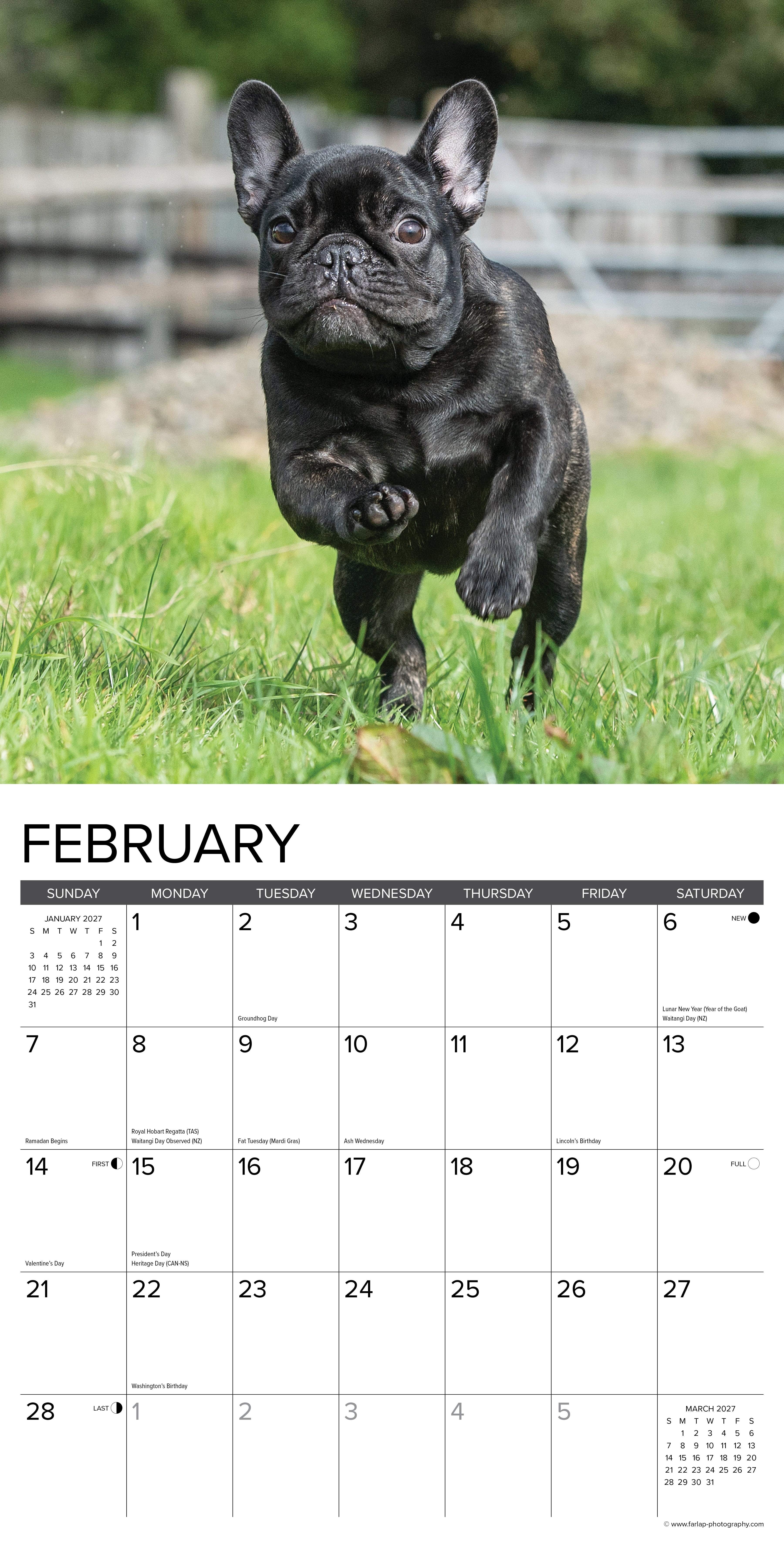 Willow Creek Press, French Bulldogs 2027 Wall Calendar