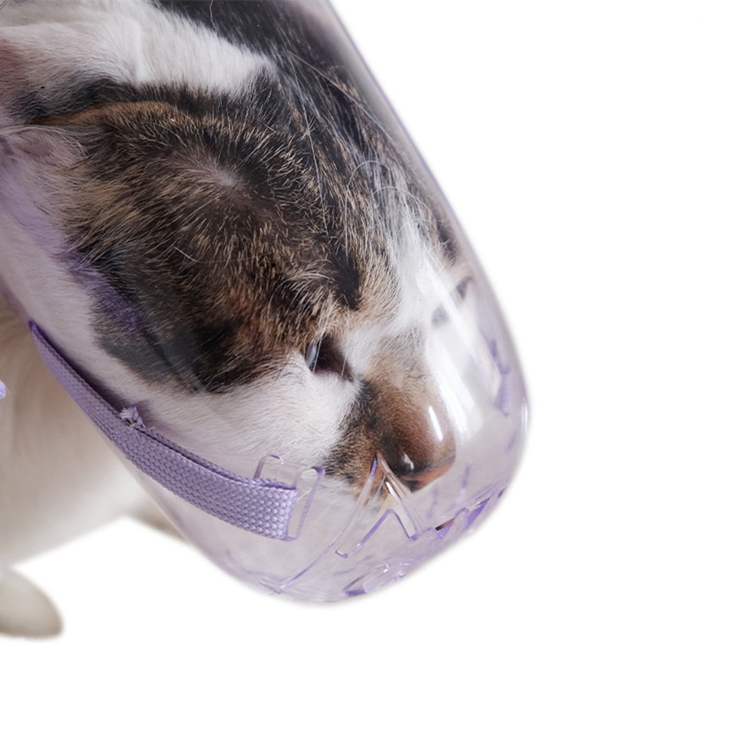 cat muzzle cat muzzle
