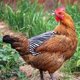 thumbnail image 5 of Delantal de silla de montar para gallinas de corral, chaleco de seguridad para gallinas, delantal de silla de montar para gallinas de corral de doble espesor con protectores de espalda y alas (juego d, 5 of 5