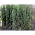 thumbnail image 4 of Italian Cypress Evergreen Tree, Cupressus sempervirens, Lot of 12, 4 Inch Pot, 4 of 7
