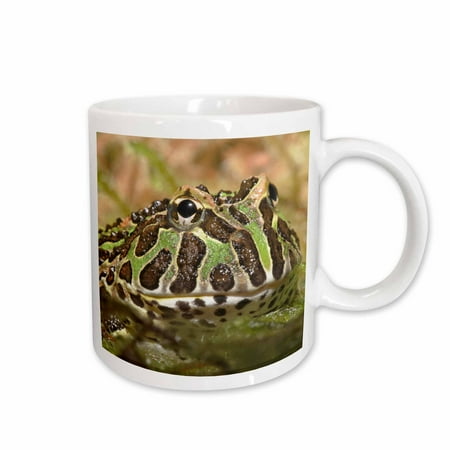 

3dRose Pacman frog South American Horned frog - NA02 AJE0359 - Adam Jones Ceramic Mug 15-ounce
