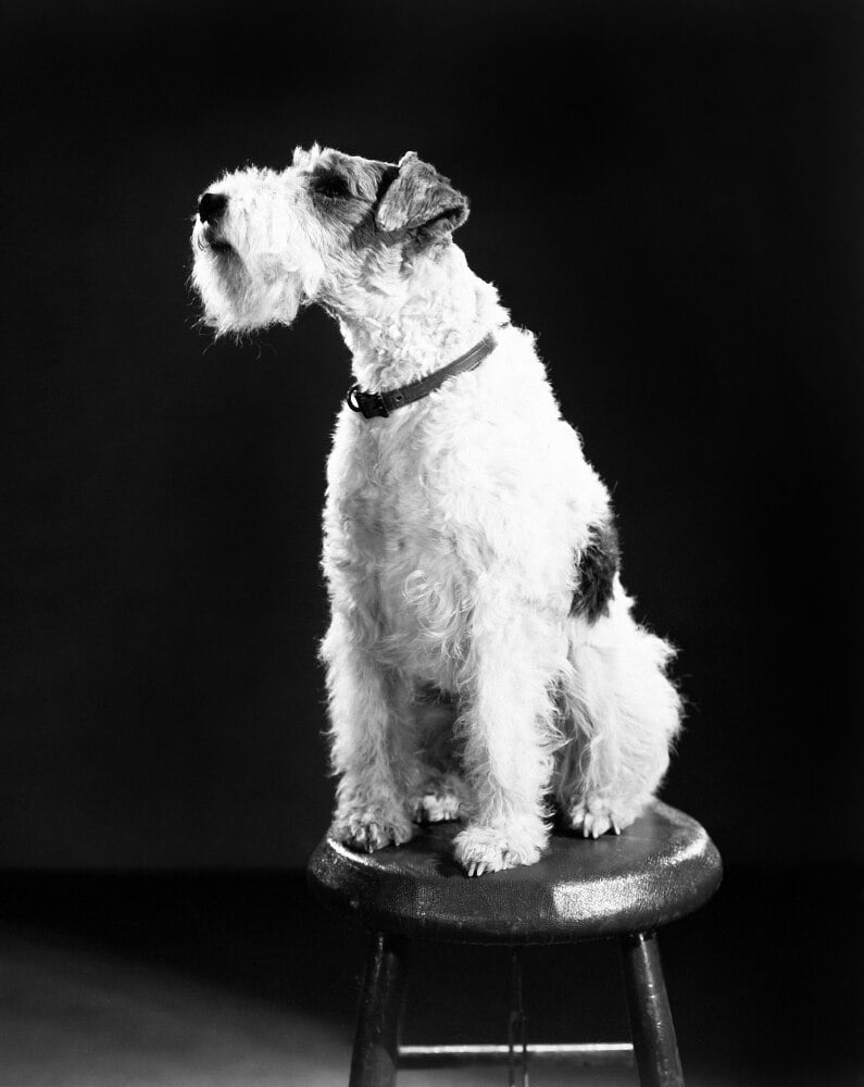 Знаменитые жесткошерстные фокстерьеры: герои книг и фильмов, питомцы знаменитостей