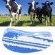 thumbnail image 5 of Almohadilla Para Pezuñas, Forro Elástico Estable Para Recorte De Pezuñas Para Granjas Para Ganado Lechero Para Recorte De Pezuñas Para Vacas ANGGREK Otros, 5 of 8