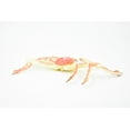 thumbnail image 4 of Crab, Spider Crab, Museum Quality, Hand Painted, Rubber Crustaceans, Realistic Toy Figure, Model, Replica, Kids, Educational, Gift, 7" CH271 BB124, 4 of 7