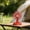 Red, variant on Adorable Animal Design USB Desk Fan with Long Battery Life – Kawaii Panda Shaped Mini Table Fan for Students Dorm Study Room Travel
