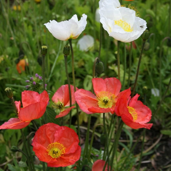 Poppy Flower Seeds - Iceland Finest Mix - 400 Seed Packet - Annual Poppies Garden - Mixed Colors - Wildflower Flower Gardening