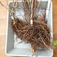 thumbnail image 4 of Exotic Vibrant Clematis for Cultivation-(Non Artificial))-Blossom Every Year, Rapid Growth, Indoor Ornament-Elegant Present Yard-Decorative-High Grade Garden Supports, 4 of 8