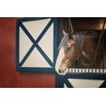thumbnail image 2 of Urquhart, Elizabeth 24x17 Black Ornate Wood Framed with Double Matting Museum Art Print Titled - Patriotic Pony I, 2 of 4