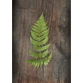 thumbnail image 2 of Schlabach, Sue 24x32 Gold Ornate Wood Framed with Double Matting Museum Art Print Titled - Woodland Fern I, 2 of 4