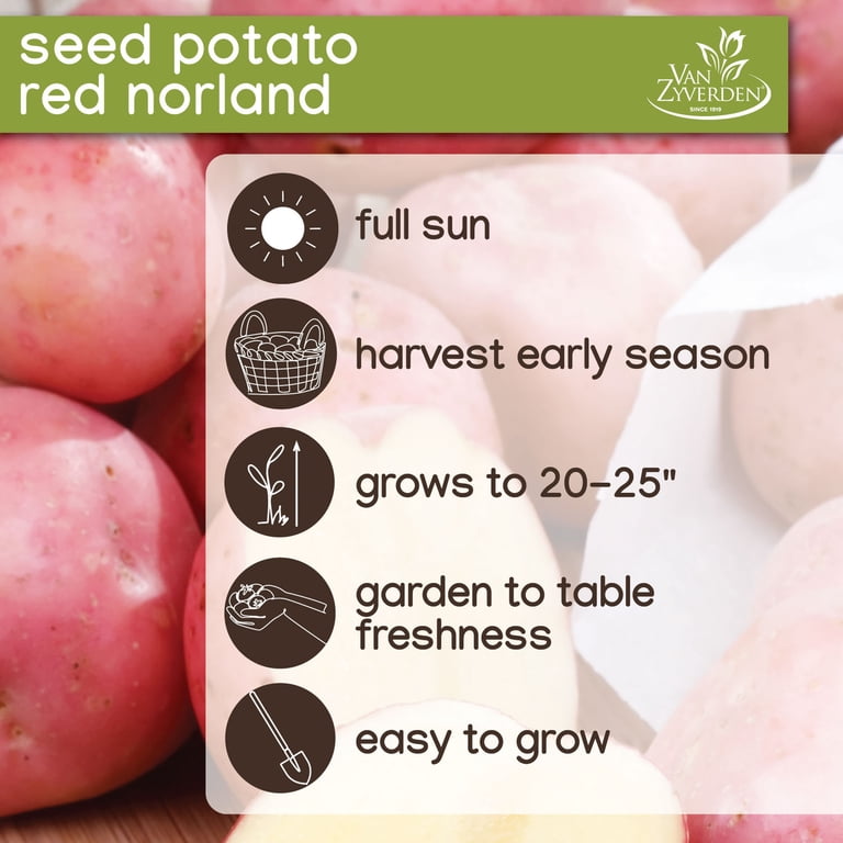 Expert Gardener Seed Potato Red Norland, Full Sun, Red Tubers