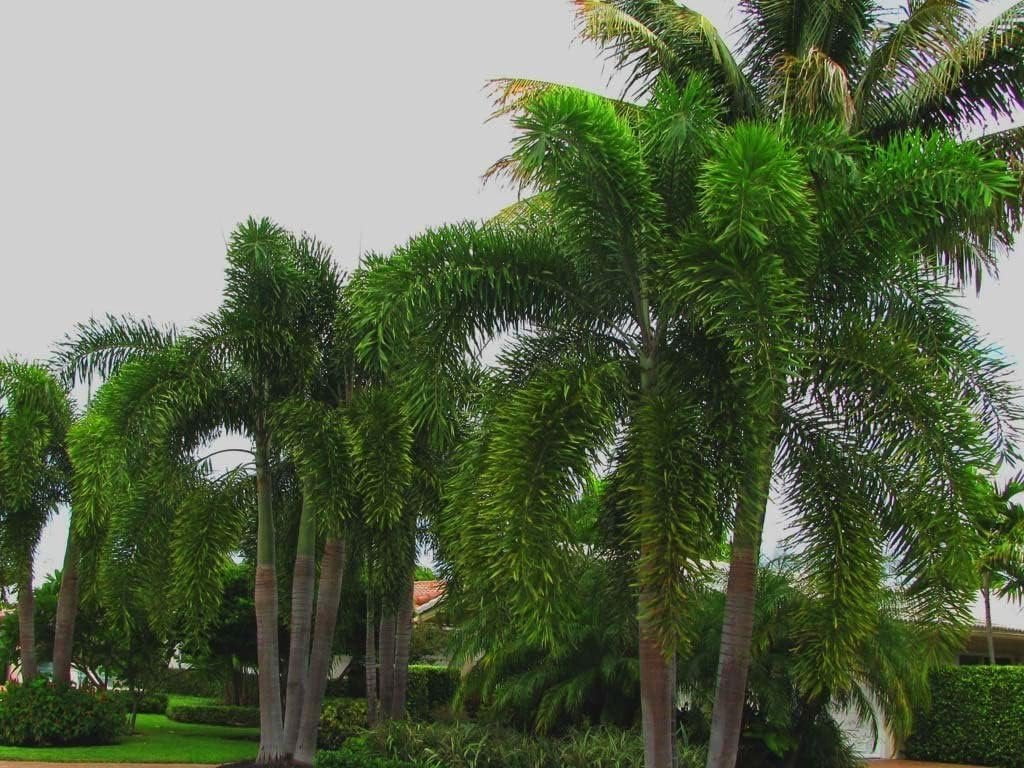 Foxtail Palm - Live Plant in a 3 Gallon Pot - Wodyetia Bifurcata - Rare Ornamental Palms of Florida