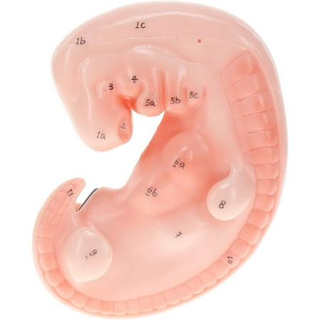 Axis Scientific Enlarged 1 Month Old Human Fetus Anatomy Model - scientific anatomy model  mini figure  Human anatomy system miniature  demonstration skill  learning school  educational model price history on PriceWatchPro