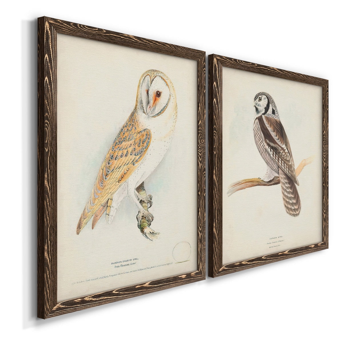 Barn Owl - Premium Framed Canvas 2 Piece Set - Ready to Hang