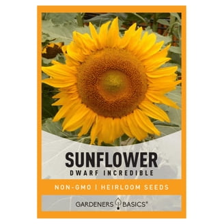 Ferry-Morse 800MG Sunflower Dwarf Sunspot Annual Flower Seeds