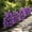 Purple PP 1 Pack, variant on AuroraX Artificial Pansy Outdoor Shrubs Fake Pansy with Ground Stakes UV Resistant Realistic Look Low Maintenance All Weather Pansy Shrubs for Garden Blue