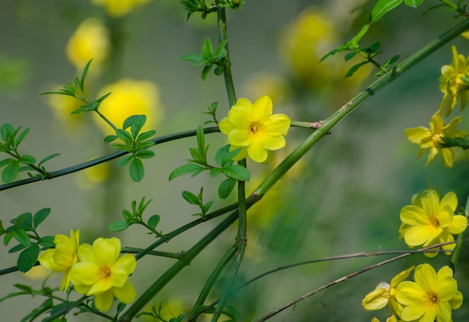ZXXP Winter Jasmine Live Plant (2 Pack) - Shrub or
