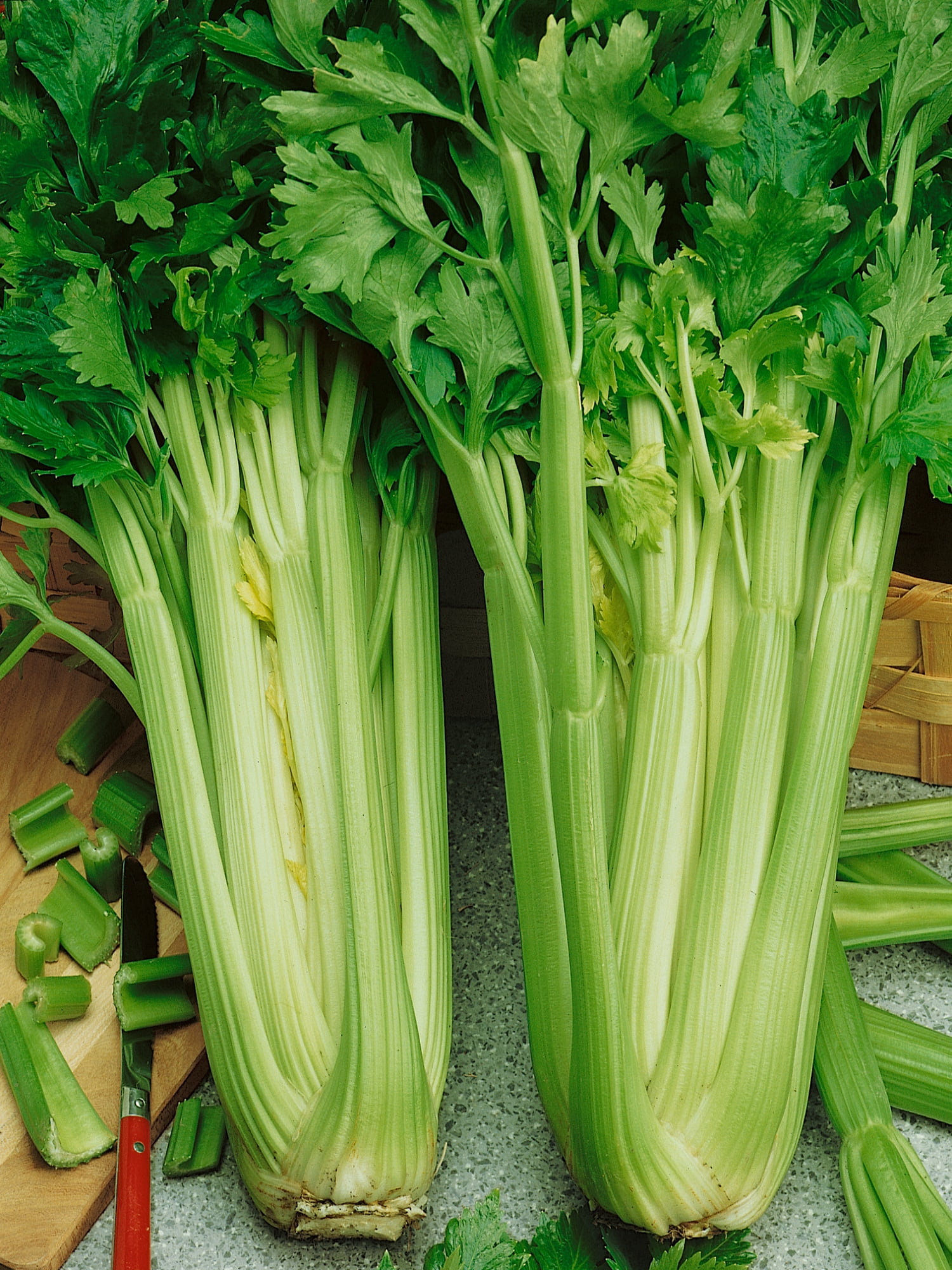 Burpee Tall Utah 52-70 R Improved Celery Annual Vegetable Seed, 1-Pack, Full Sun