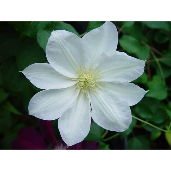 Candida Clematis Vine - Live Plant in a 4 Inch Growers Pot - Clematis 'Candida' - Starter Plants Ready for The Garden - Bold and Beautiful Purple Flowering Vine
