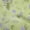 Light Green, variant on oneOone Cotton Poplin Twill Amethyst Fabric Sea Corals Dress Material Fabric Print Fabric By The Yard 56 Inch Wide