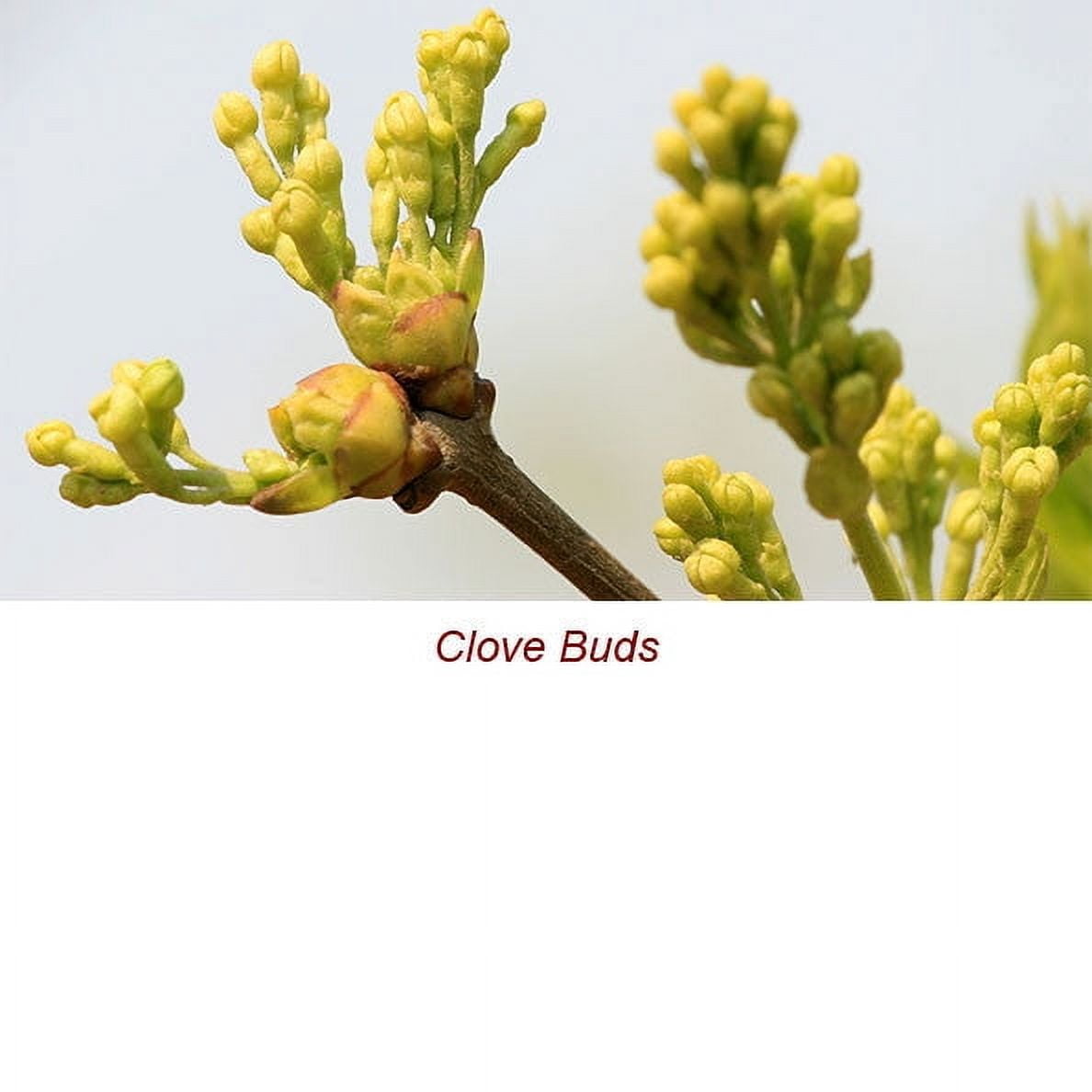 Clove Bud Essential Oil 1 fl oz (30 ml) - 100% Pure and Natural by Silky Scents