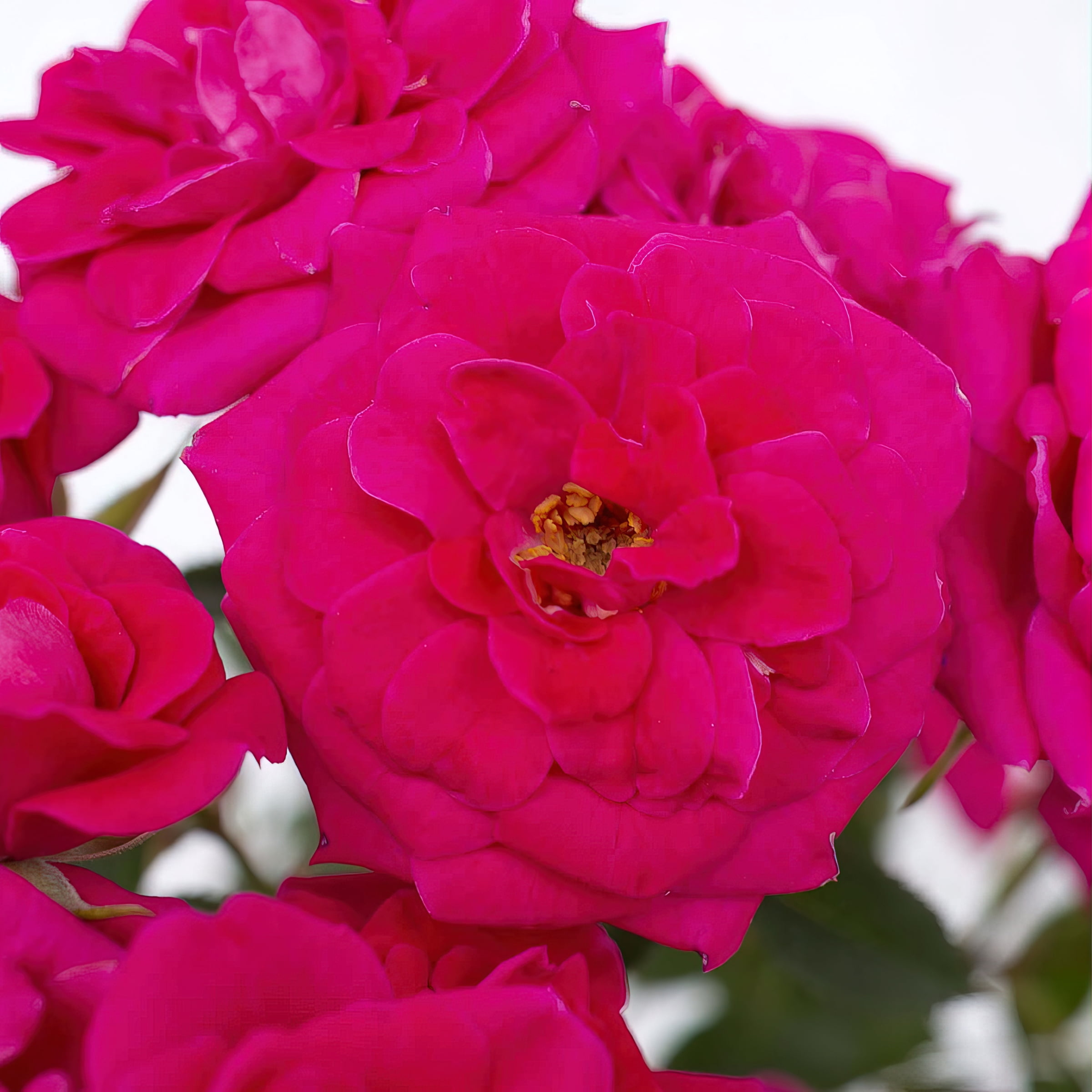 National Plant Network 2 Gallon Live Rose Dragon Fruit Sunblaze with Magenta Flowers