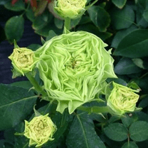 30 La Terre Verte Rose Seeds