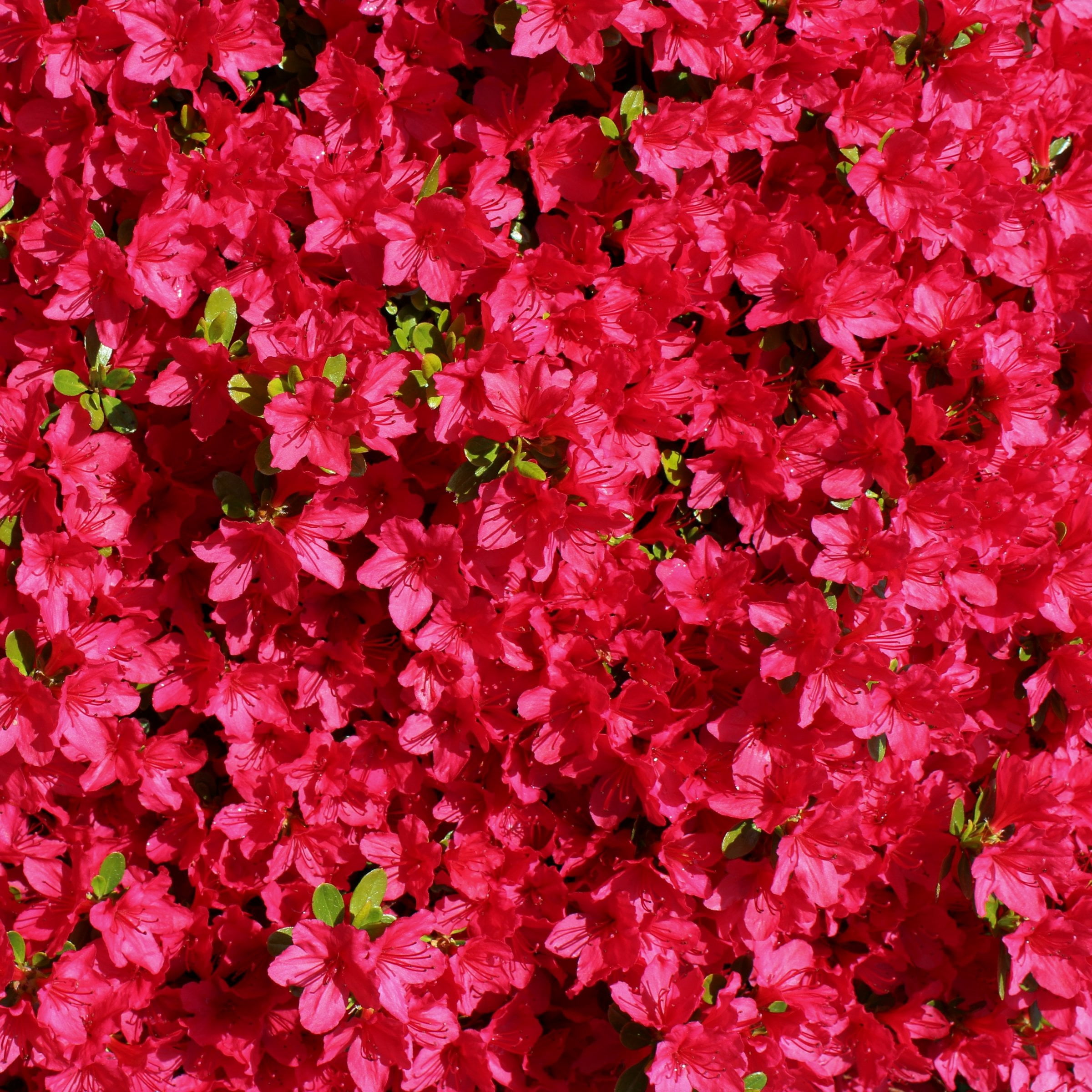 3 gal Azalea Massasoit Live Shrub Condition with Partial Sun Shade