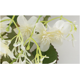 thumbnail image 4 of Xiao Hua 3 piezas de flores artificiales de nardos, flores falsas, flores artificiales para decoración de bodas, blancas, 4 of 5