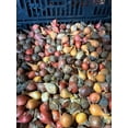 thumbnail image 2 of 40 Deer Resistant Tulips Bulbs-Wildflower Mixture, 2 of 5