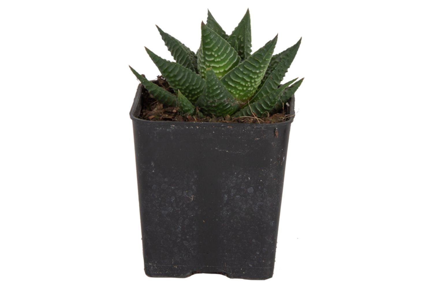 succulent plant seeds for sale Haworthia Seeds, Rare Succulent Seeds for Home Growing, Home-Grown Suc   Chic Chic Plants