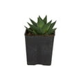 thumbnail image 3 of Desert Escape Live Indoor Plant 7in Tall Green Cacti and Succulent in 2.5in Grower Pot, 3 of 7