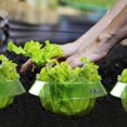 thumbnail image 3 of Collares Antibabosas para Proteger Plantas de Caracoles y Babosas (15 Unidades), 3 of 5