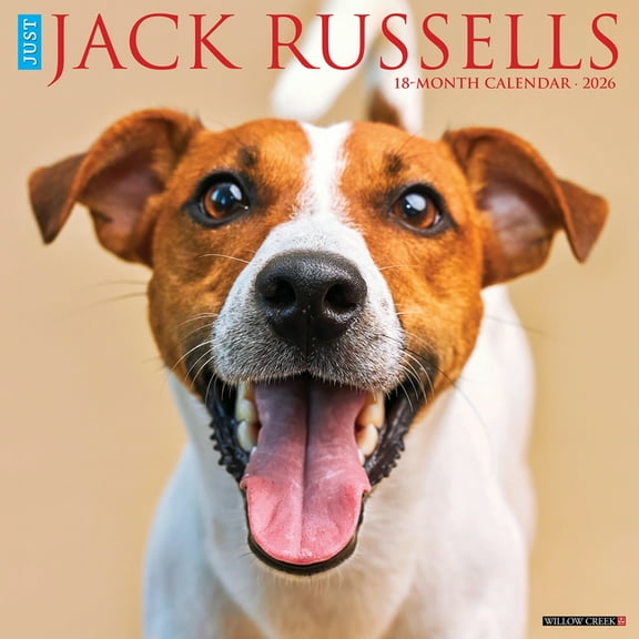 Jack Russells 2026 Wall Calendar, (Paperback)
