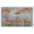 thumbnail image 1 of Preiser 10179 Paquete Stags & Does (6) Figura modelo HO Preiser 3243177011, 1 of 1