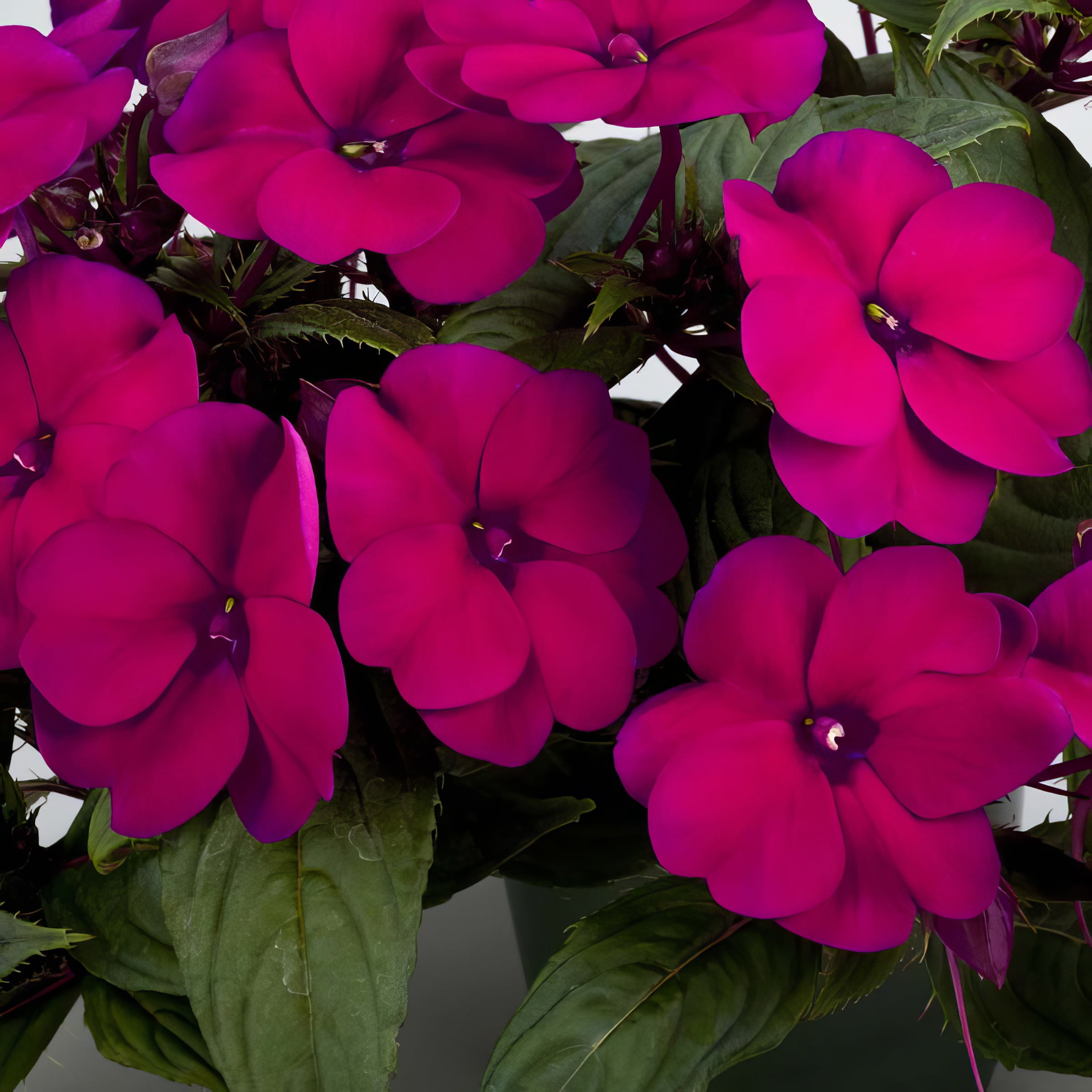 2.5 in. Sunpatiens Compact Royal Magenta Improved Live Annual Plant with Magenta Flowers (6-Pack)