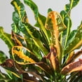 thumbnail image 2 of Croton 'Mammy' Houseplant, 2 of 5