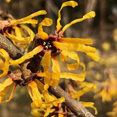 thumbnail image 4 of American Witch Hazel Hamamelis Virginiana Plant, American Witch Hazel Plant 6'' Tall, Outdoor Planting, 4 of 5