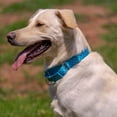 thumbnail image 2 of Country Brook Petz® Classy Chic Martingale Dog Collar Limited Edition, 2XS, 2 of 7