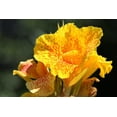 thumbnail image 6 of 5 Seeds YELLOW CANNA LILY Indian Shot Canna Indica Flower Seeds, 6 of 10
