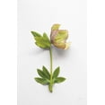 thumbnail image 2 of Bradley, Felicity 11x14 Black Ornate Wood Framed with Double Matting Museum Art Print Titled - Hellebore Study III, 2 of 4
