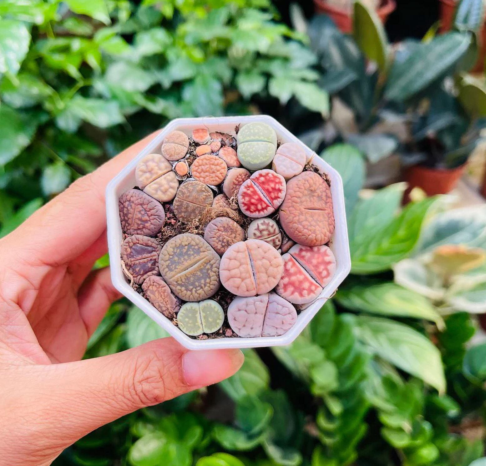 20 Mixed Lithops Live Plants Colorful Living Stones Seedlings Pebble Plants Bare Root Without Pot Soil, Garden Indoor, Plant Lover Gifts
