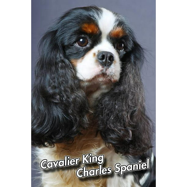 Cavalier King Charles Spaniel: 2020 Weekly Calendar 12 Months 107 pages