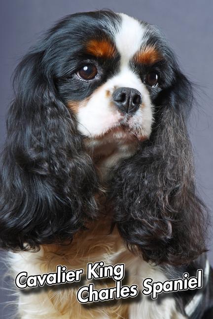 Cavalier King Charles Spaniel 2020 Weekly Calendar 12 Months 107 Pages Cavalier King Charles Spaniel 2020 Weekly Calendar 12 Months 107 Pages